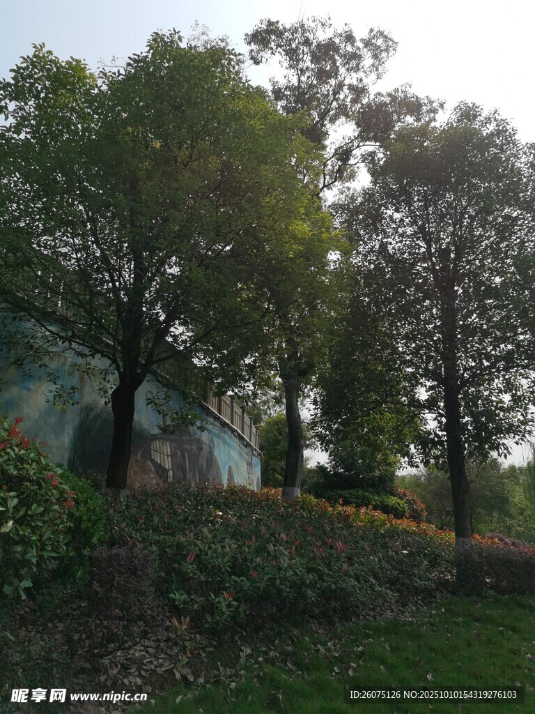 户外葱郁树林与绿植景观