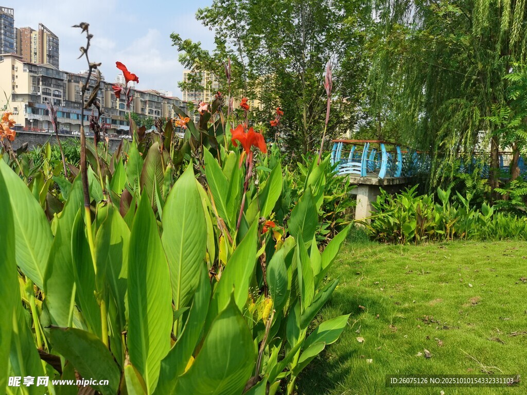花园中翠绿植物与艳丽花朵