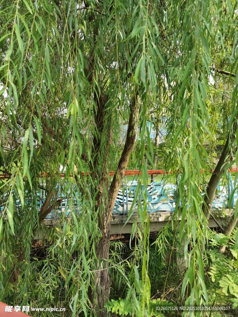垂柳依依绿意盎然