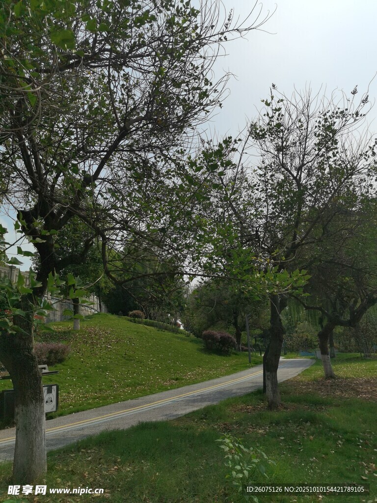 林间小径静谧自然景致