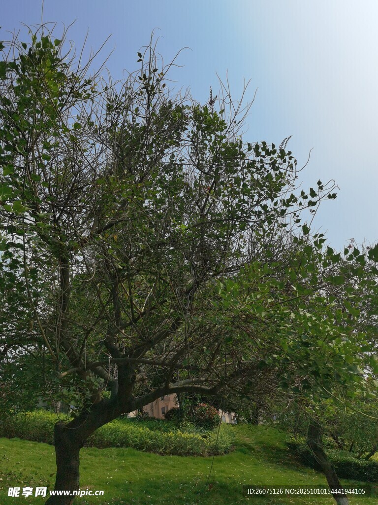 田园绿树风景图