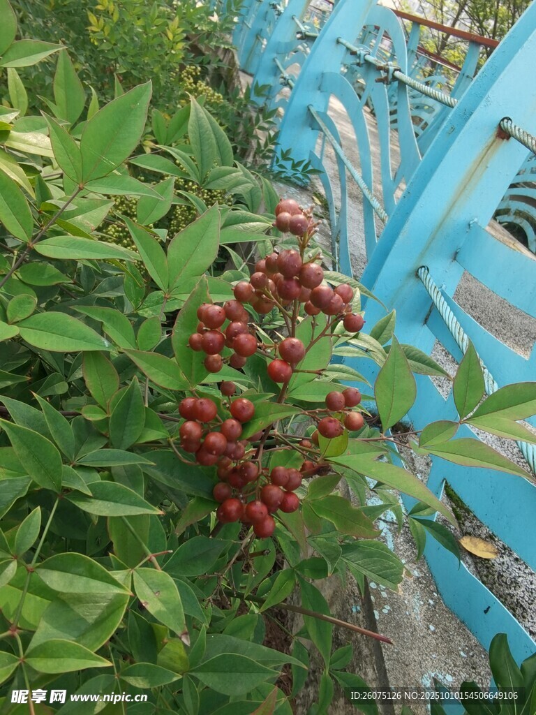 绿叶间的红果