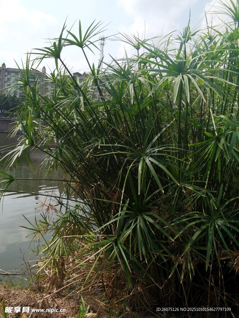 河边生长的葱郁绿色植物