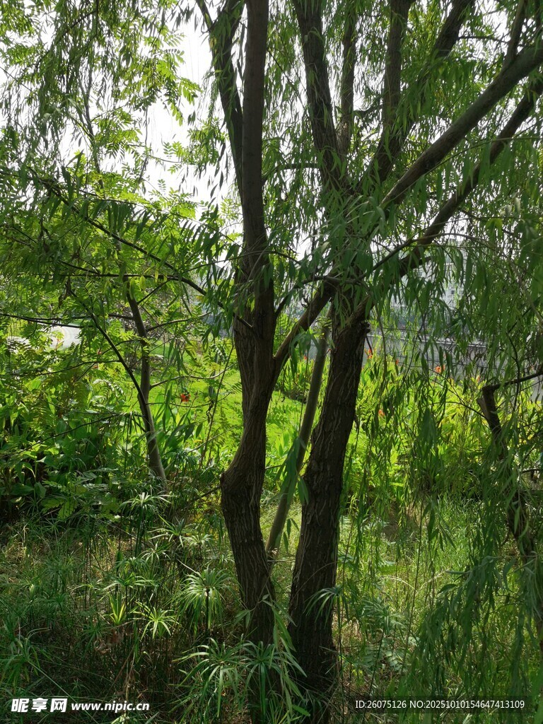 夏日葱郁树林景观