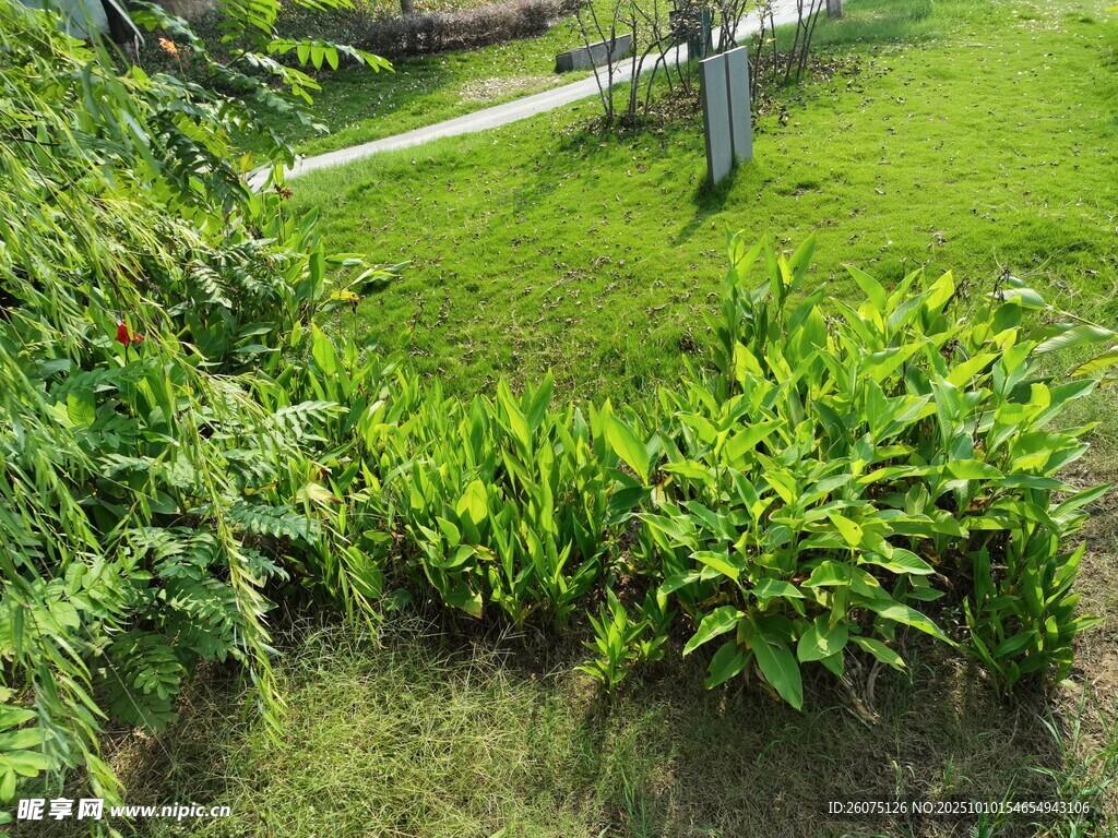绿意盎然的庭院植物景观