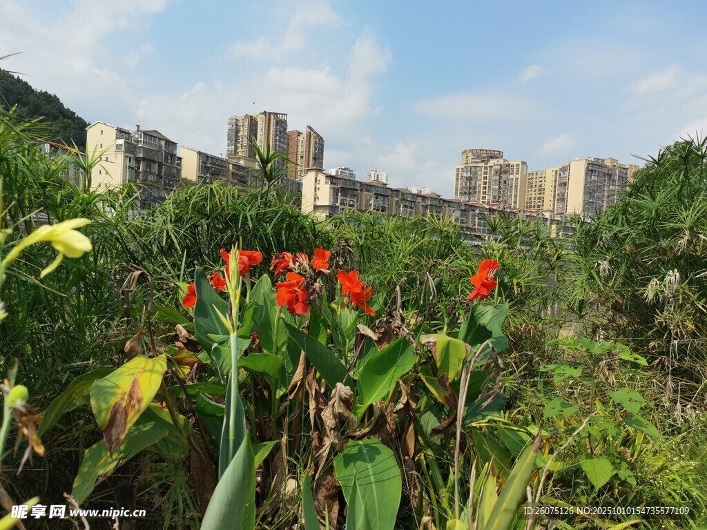 城市边的艳丽美人蕉花丛