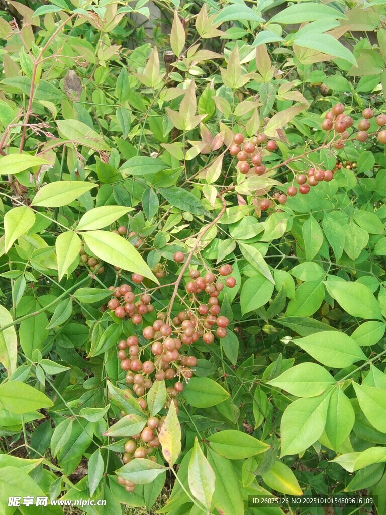 绿叶间的红花椒果实