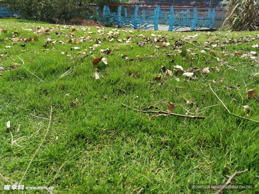 翠绿草地散落枯叶