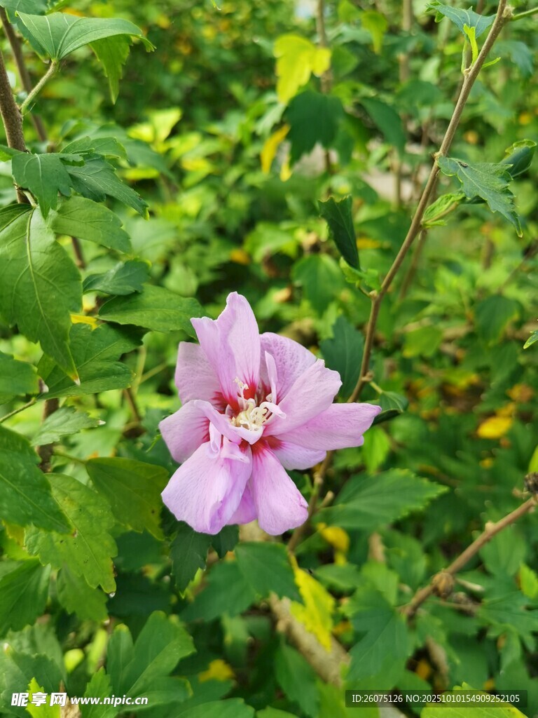 绿叶丛中的娇艳粉花