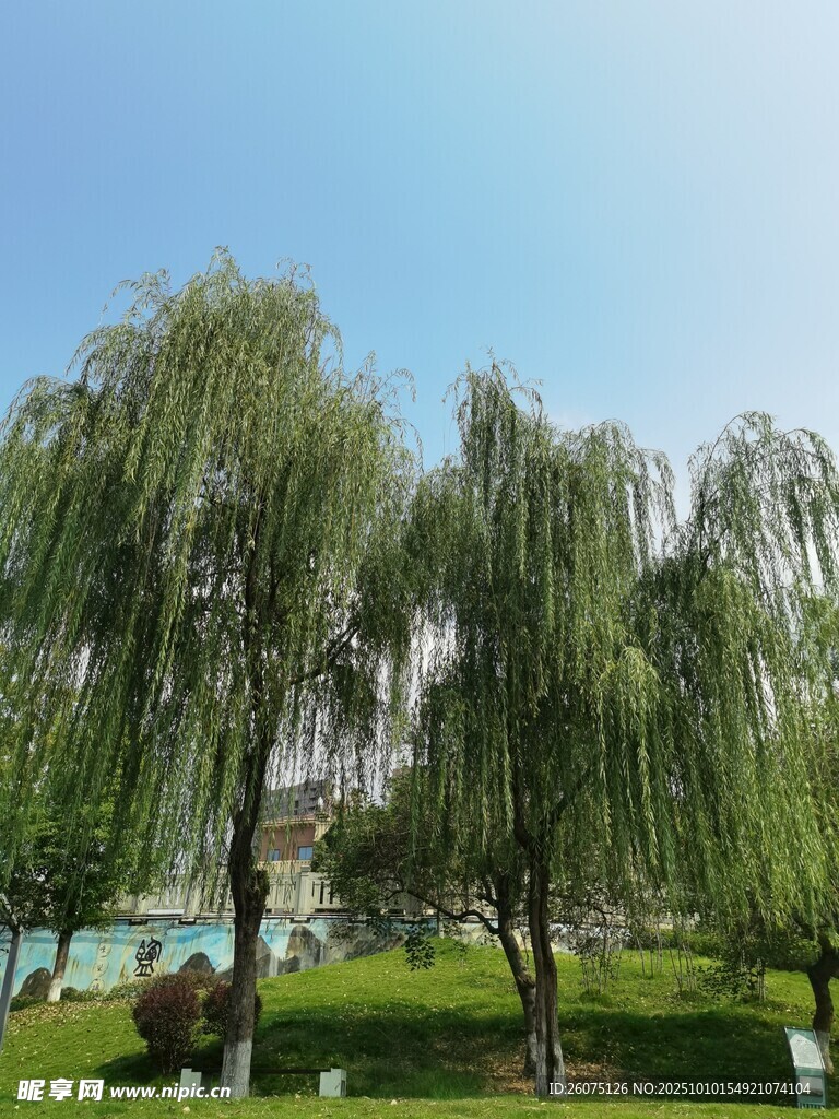 湖畔垂柳绿意盎然景致