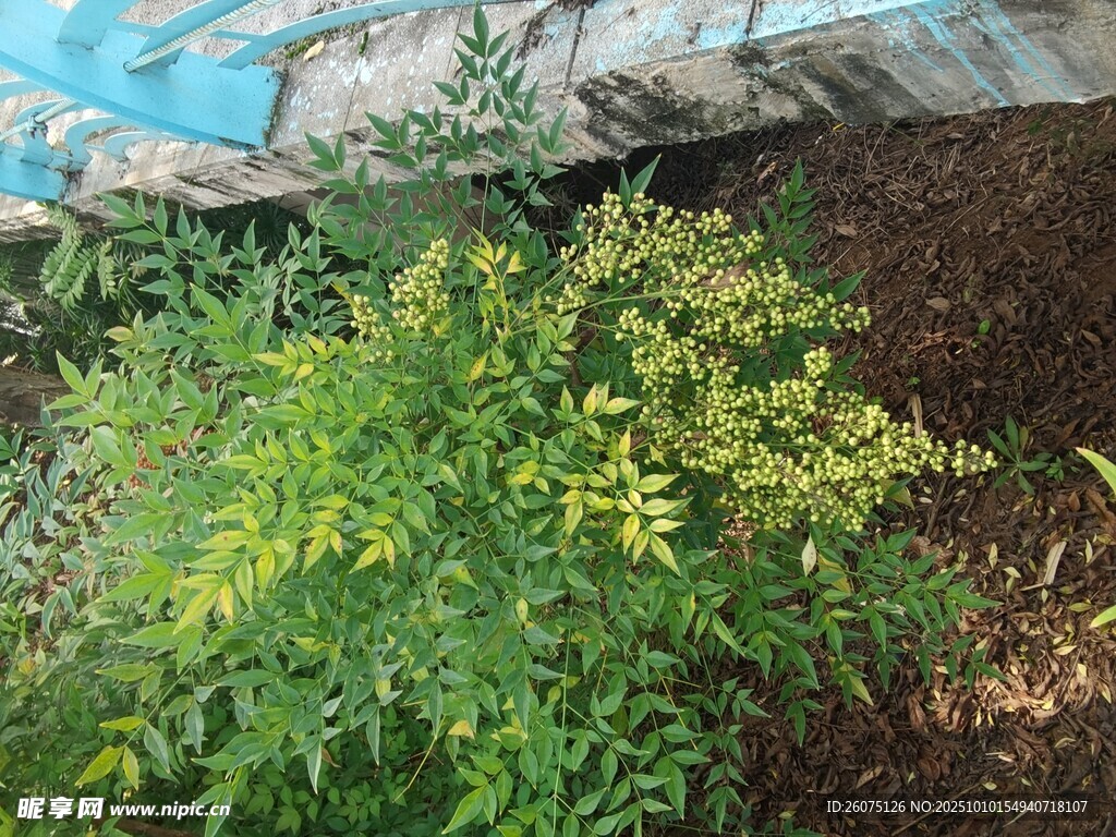 绿叶黄花植物生机景象