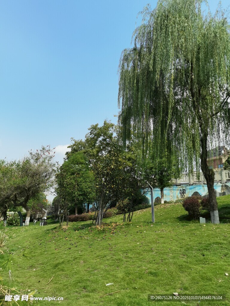 湖畔绿草地与垂柳美景