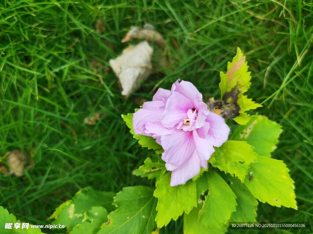 草丛中的粉紫色花朵