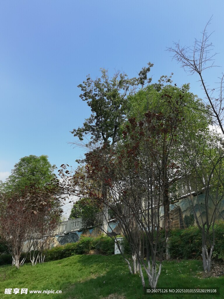户外绿树草地美好景致