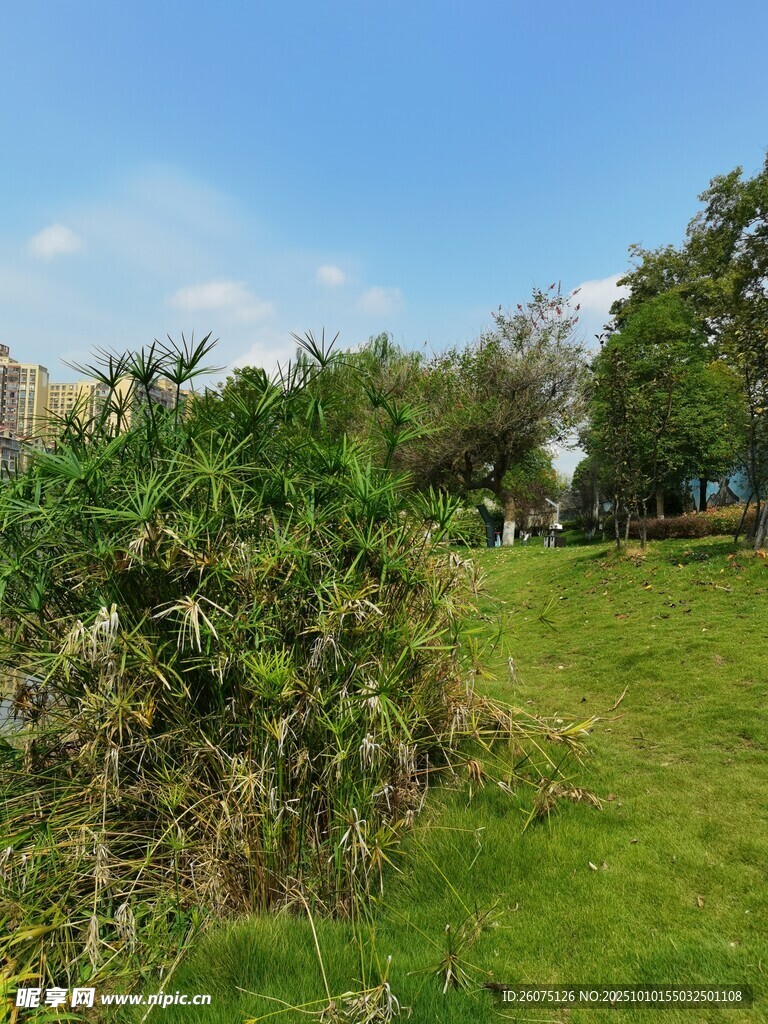 户外绿意盎然的草地景观