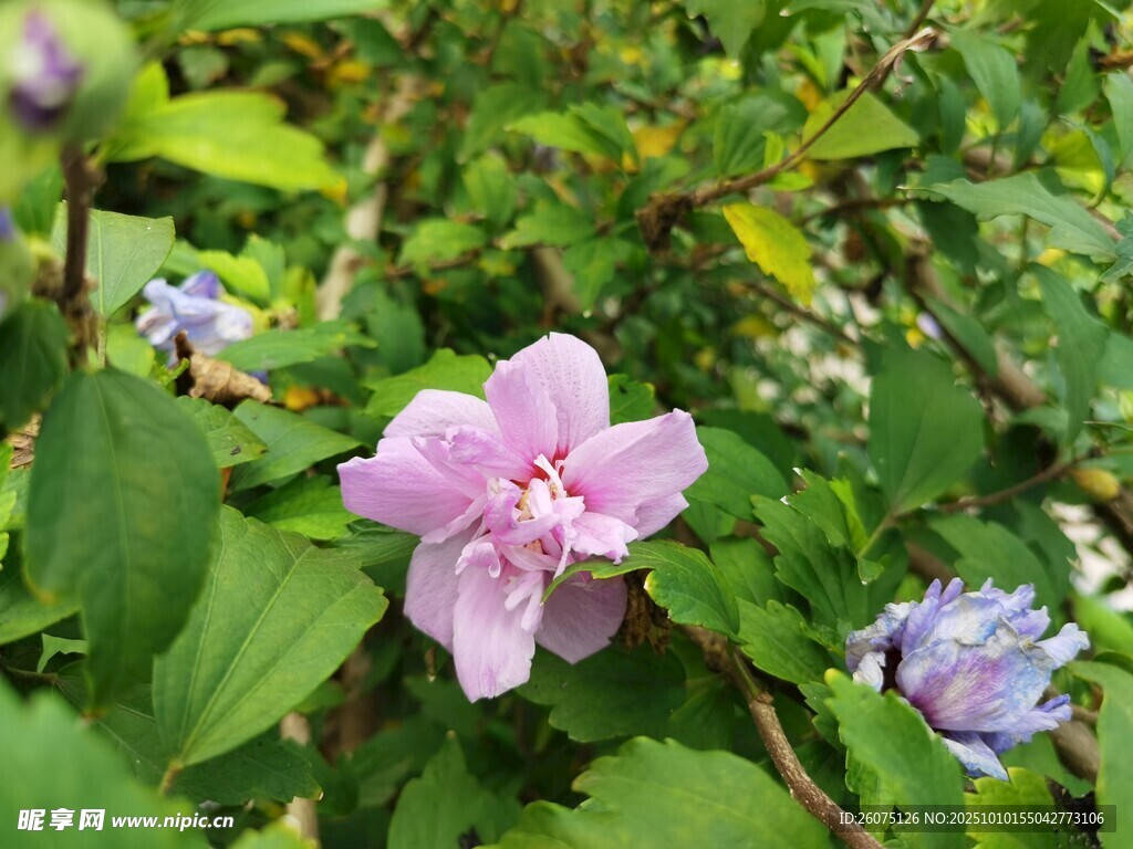 粉色花朵绽放于绿叶间