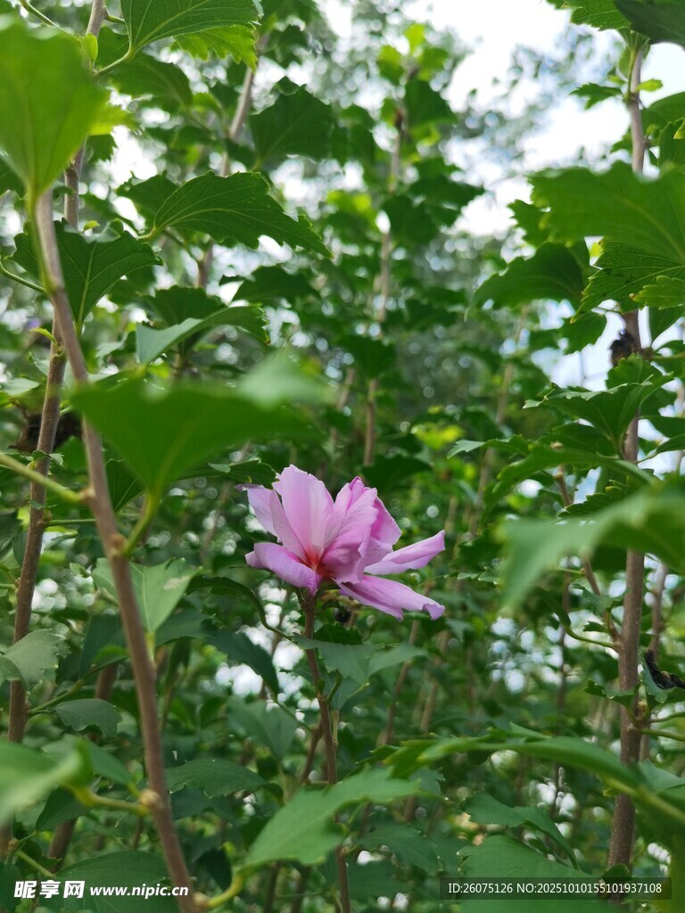 绿叶丛中绽放的娇艳花朵