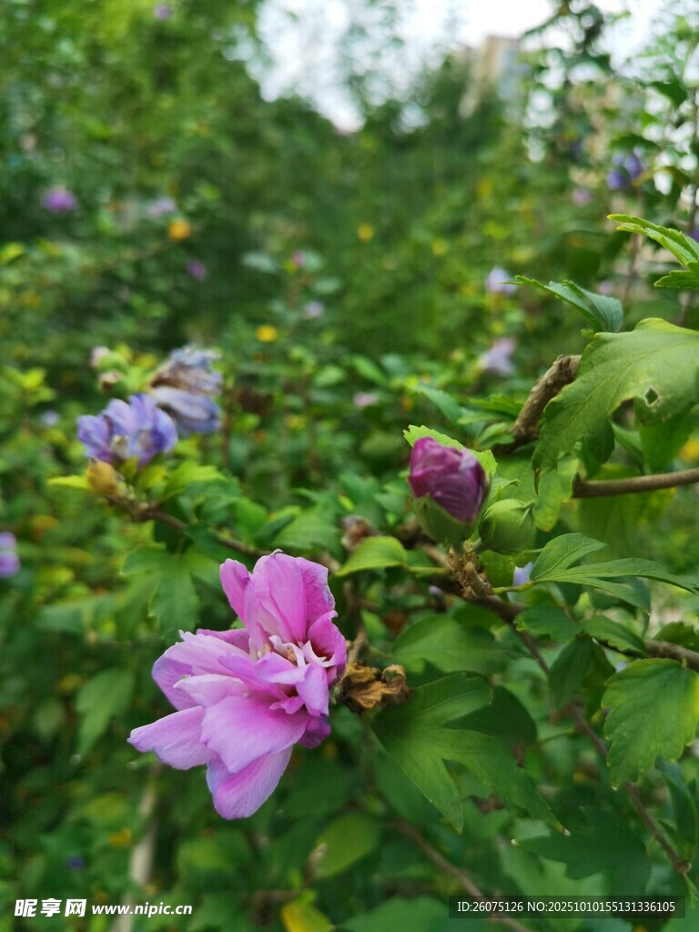 绽放的娇艳木槿花
