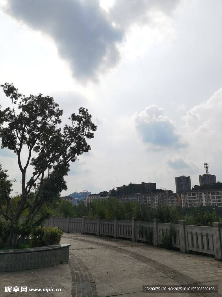 城市路边景观树与远景