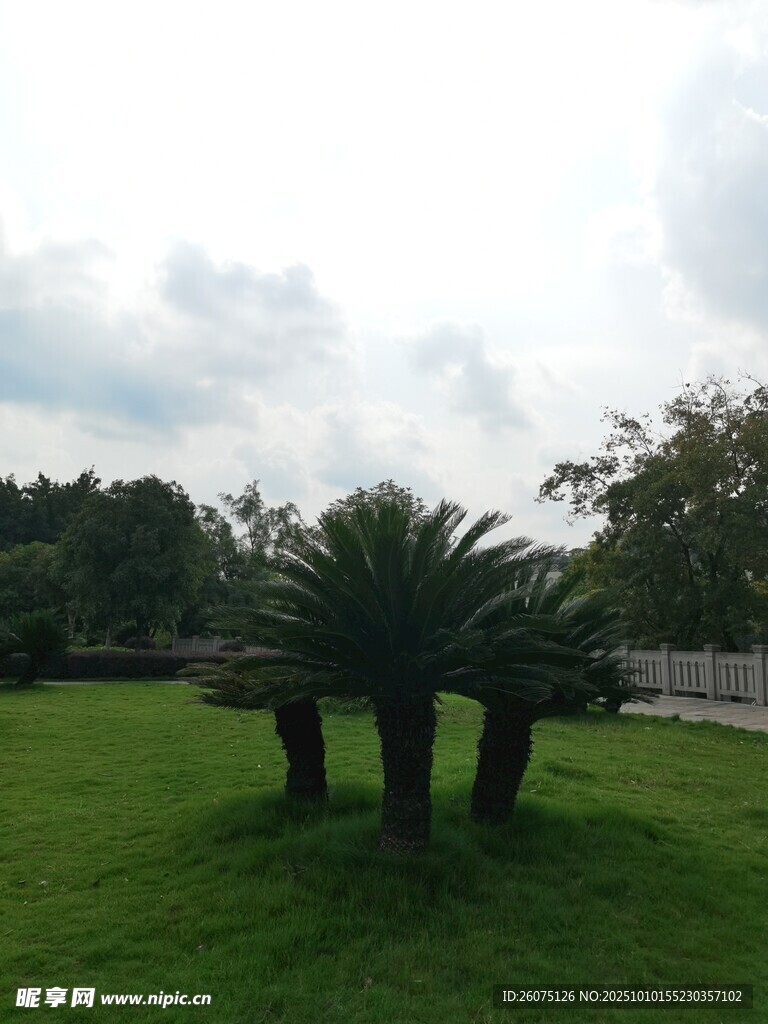 草坪上的几株棕榈树
