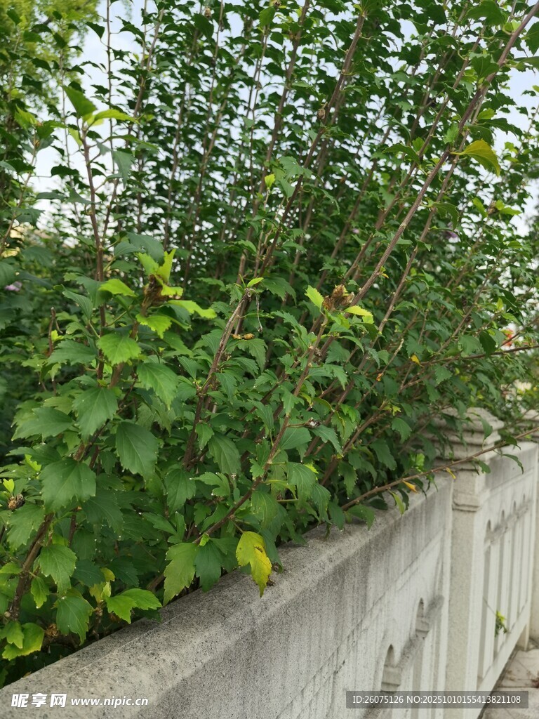 墙边绿植繁茂景象