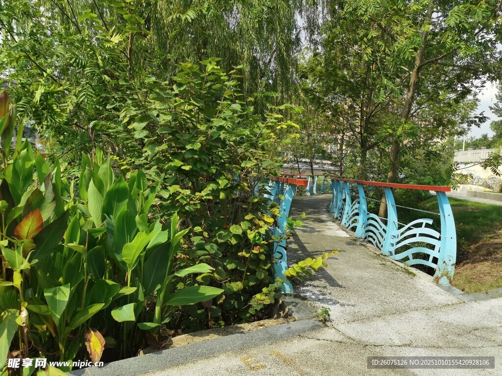 林间蓝桥绿意盎然景致