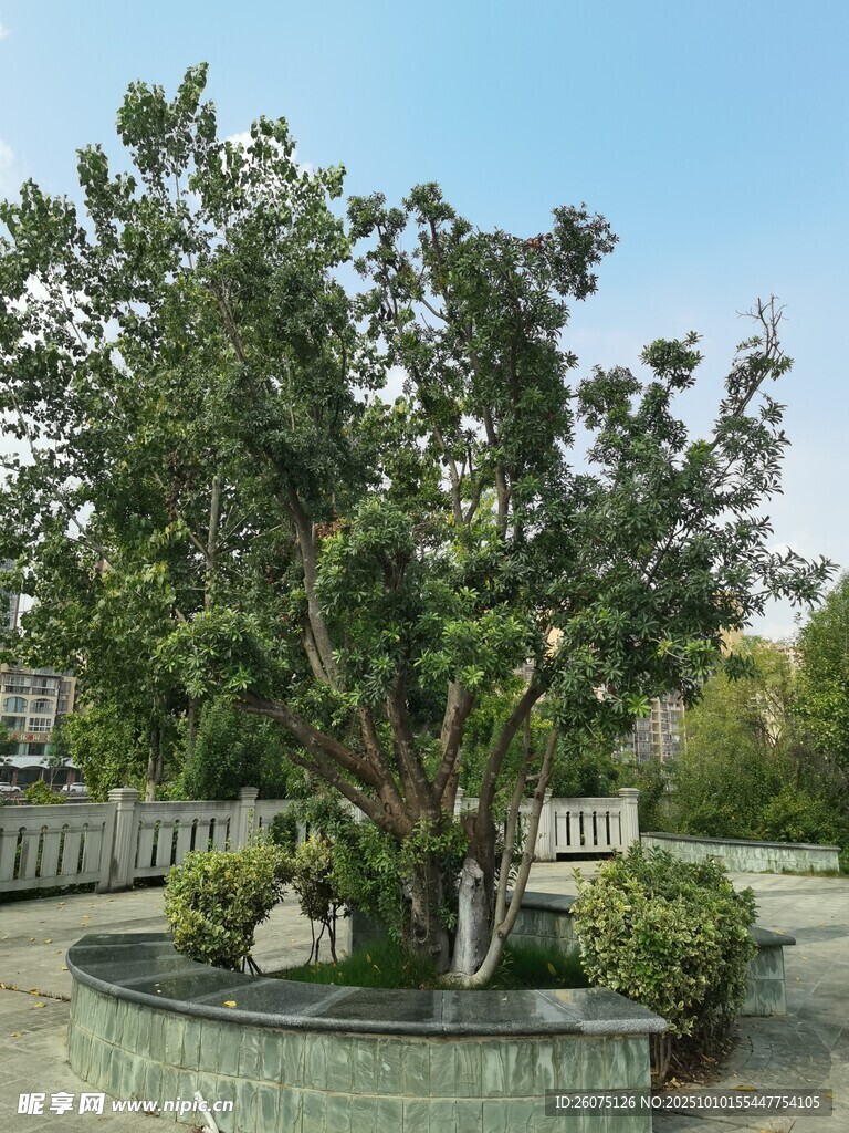 庭院中的茂盛绿植