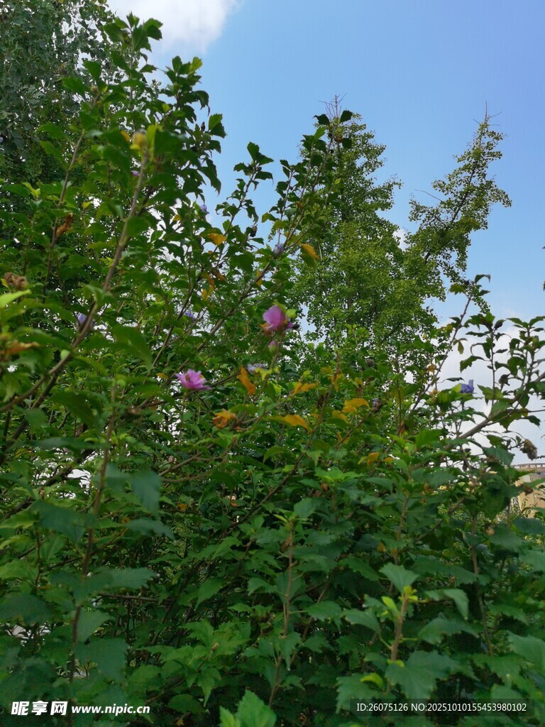 繁茂绿植与蓝天相映成趣