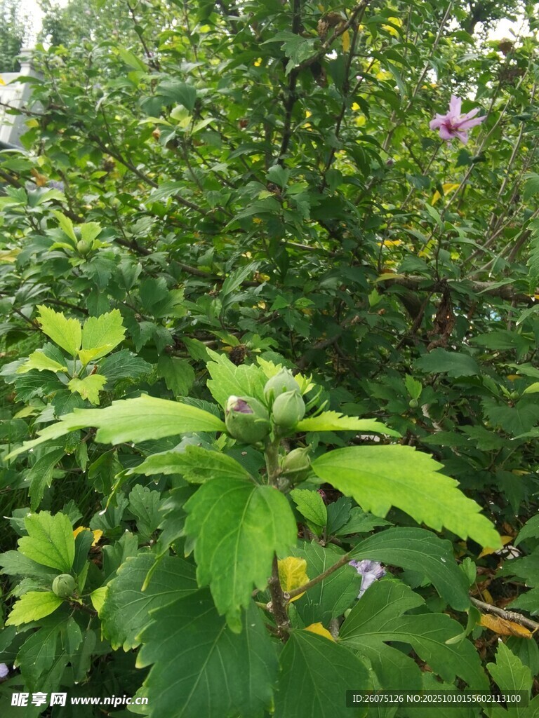 繁茂绿植中的清新景致
