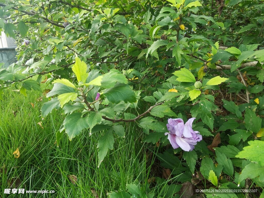 绿叶丛中的紫色娇艳花朵