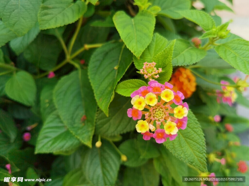 多彩马缨丹绽放绿叶间