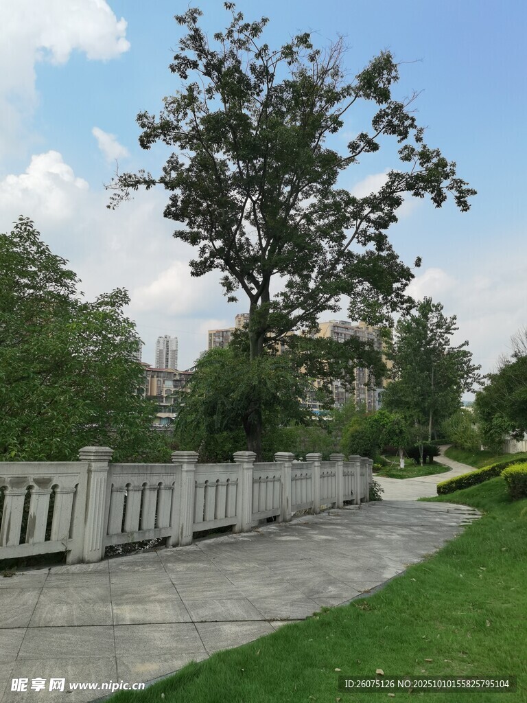户外清新的林荫步道景观