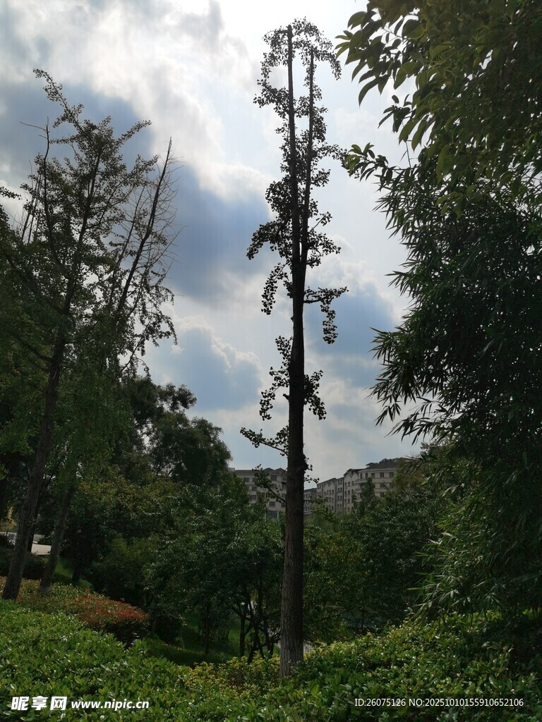 山林中的高耸树木