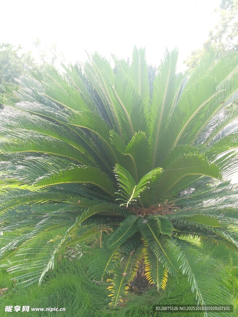 翠绿铁树展现勃勃生机
