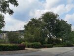 城市道路旁的绿植景观
