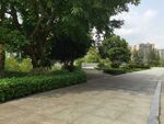 城市林荫步道景观