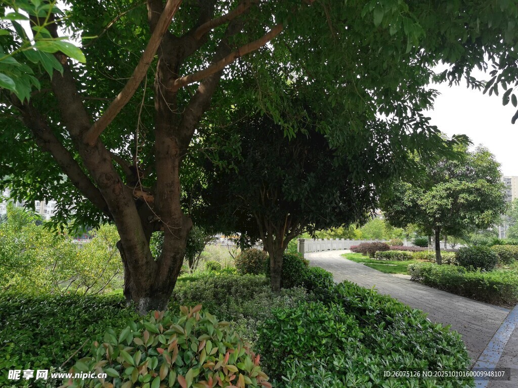 公园绿荫小道景观