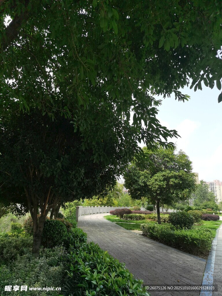 林荫小道绿意盎然的景致