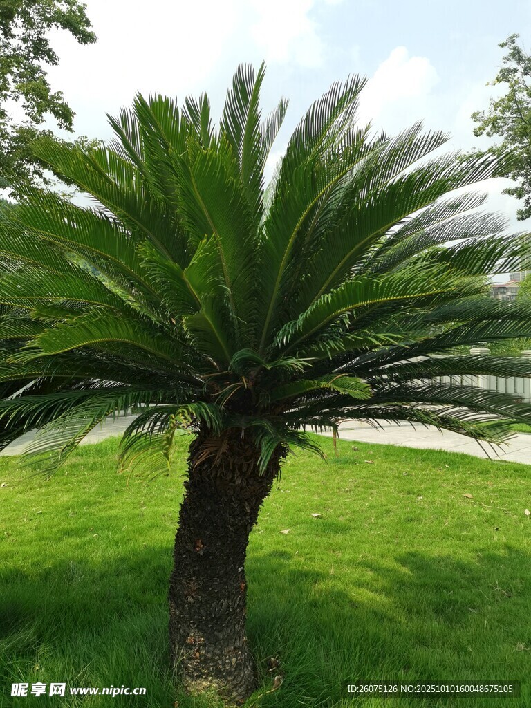 草地上的铁树