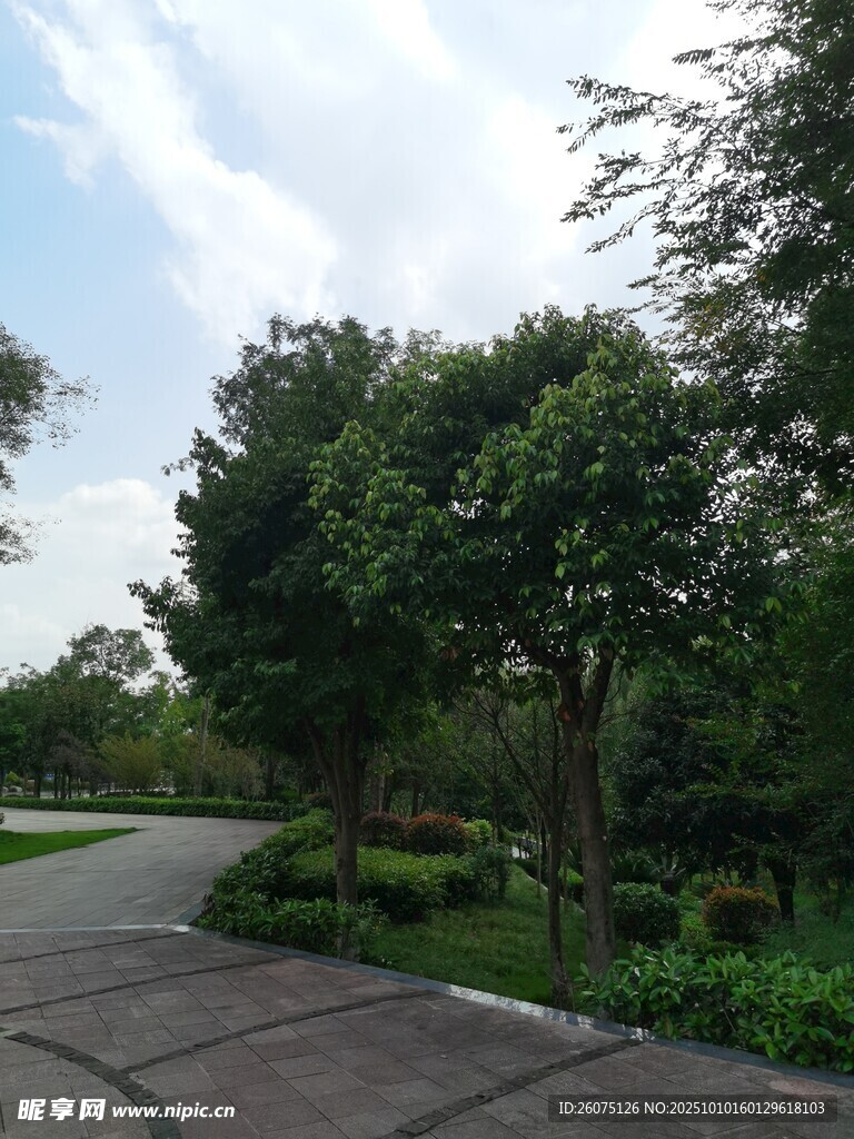 林间幽静小路风景