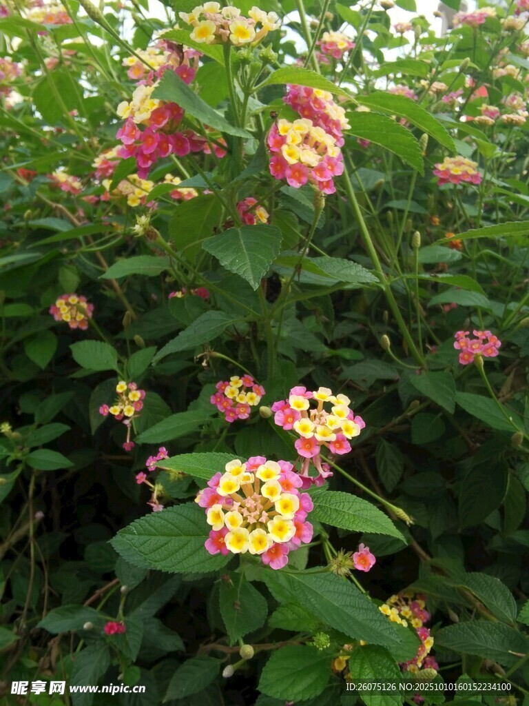 五彩斑斓的马缨丹花