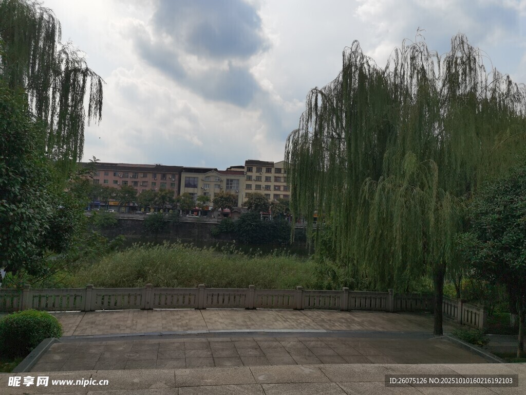 荒废庭院中的葱郁绿植