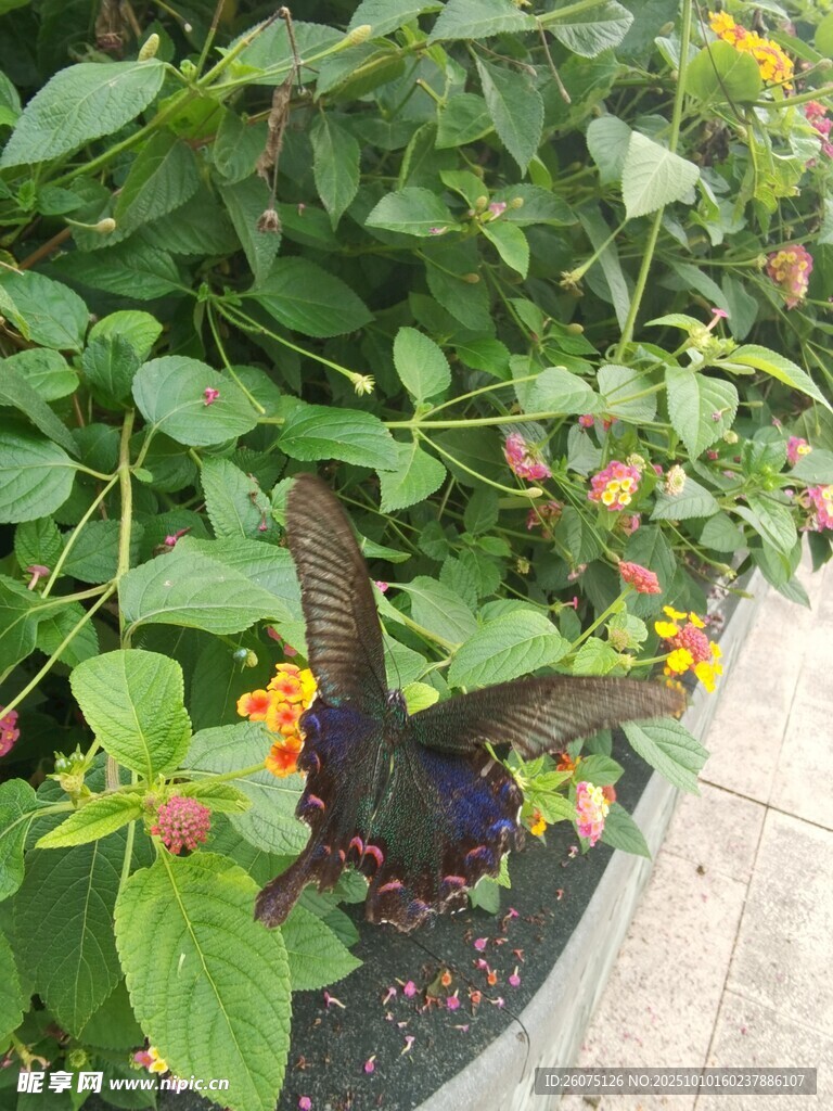 绿叶丛中绽放多彩小花