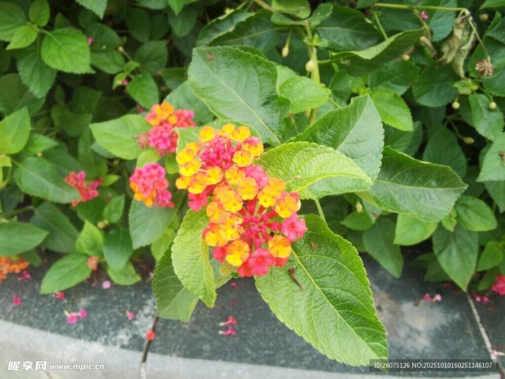 多彩花卉绽放绿叶间