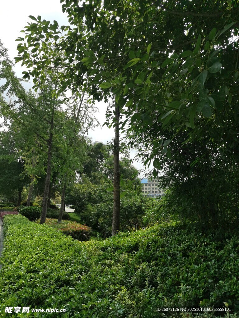 绿意盎然的自然林间景致
