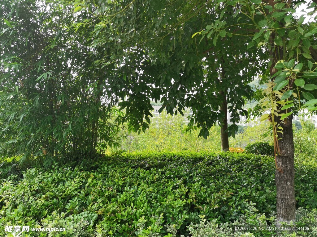 绿意盎然的林间景致
