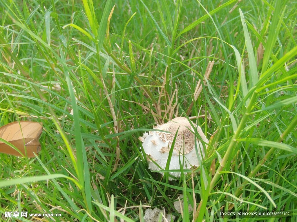 草丛中的白色蘑菇