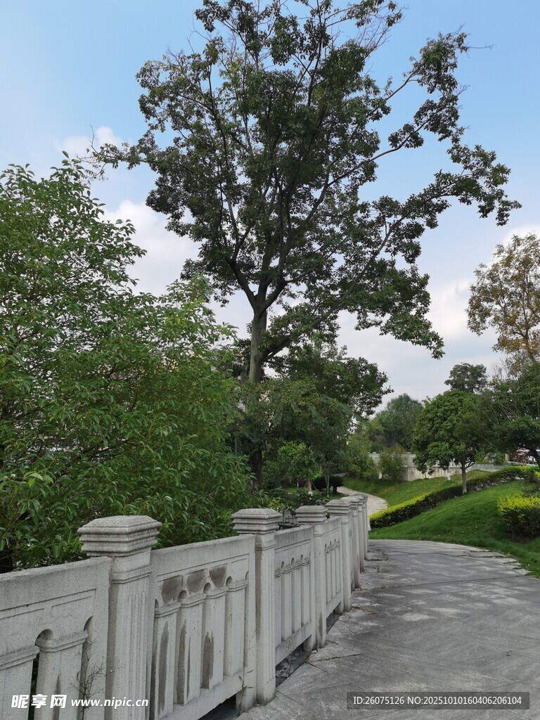 公园中式步道旁绿树景观