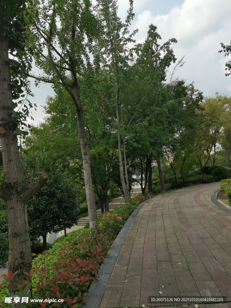 林荫小道静谧的城市风景