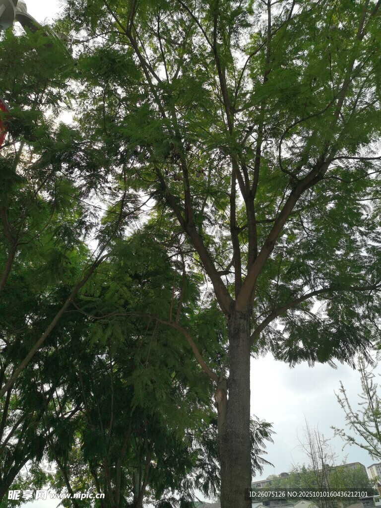 高大葱郁的树木